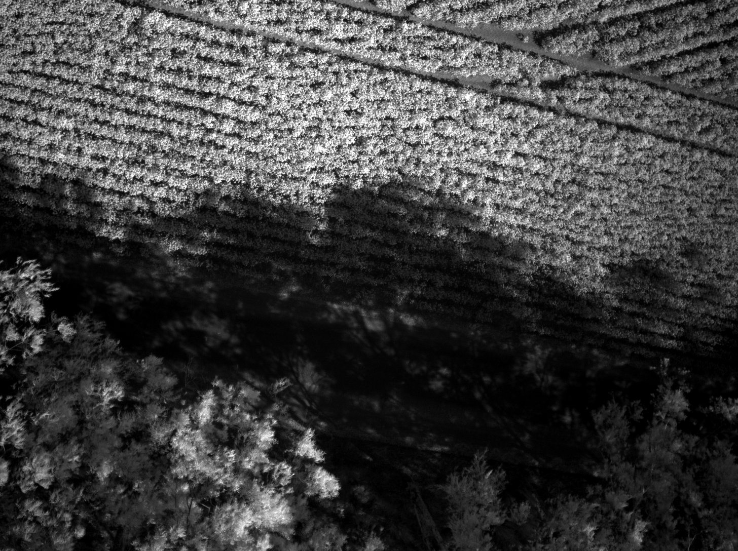 Cotton rows and tree shadows, seen by the zeon drone