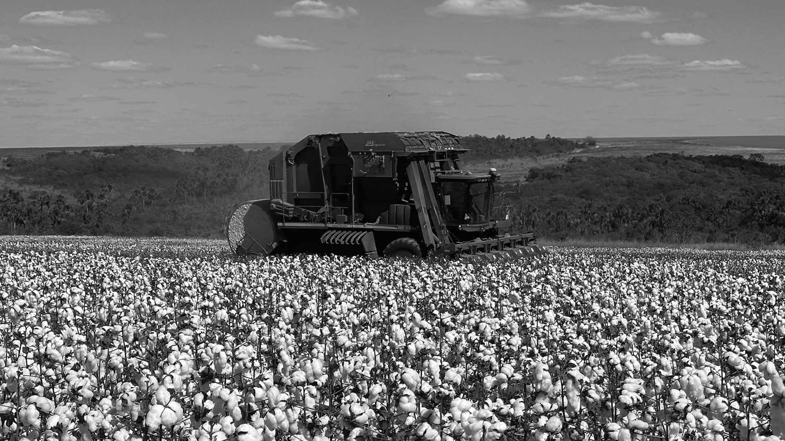 Cotton harvest in central Brazil